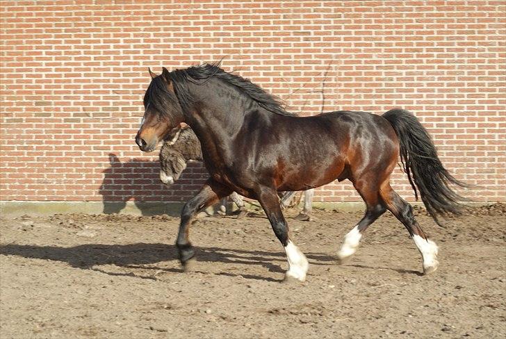 Welsh Cob (sec D) Glanvyrnwy Squire - april 2011 billede 16