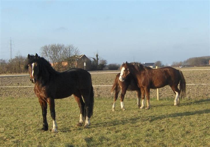 Welsh Cob (sec D) Glanvyrnwy Squire - Squire, kone og søn januar 09 billede 17