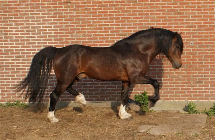 Welsh Cob (sec D) Glanvyrnwy Squire - April 2009 billede 18