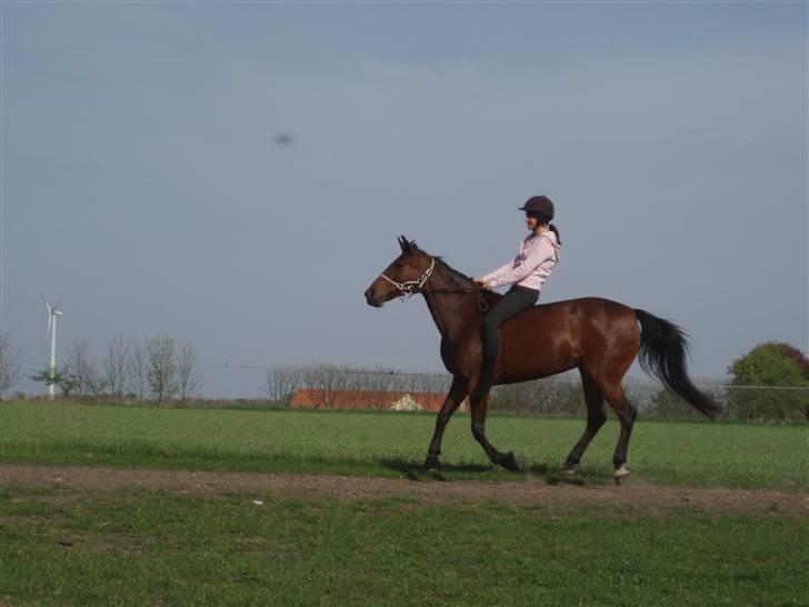 Traver Cindy Vestermarken  - Horsemanship - yaay xD billede 5