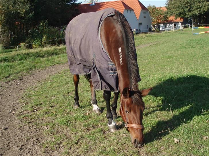 Traver Cindy Vestermarken  - Cindy på marken. billede 6