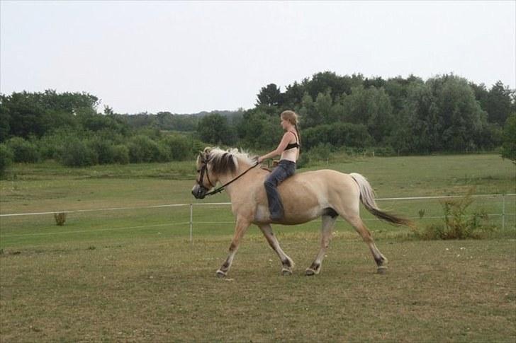 Fjordhest Daisi - 7: Puuh ha`.. Uden hjelm.. billede 7