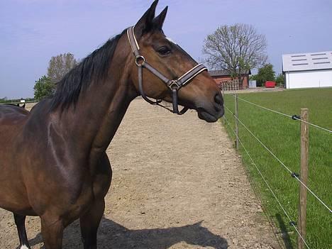 Dansk Varmblod galanta bortgivet - galanta viser mig at hun er da lige glad med kameraet der er noget meget mere spændende på nabofolden billede 1