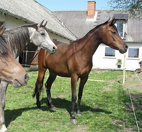 Arabisk fuldblod (OX) Aisha billede 4