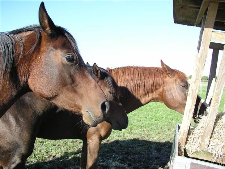 Arabisk fuldblod (OX) Aisha - Aisha, Eroz og Latoya billede 12
