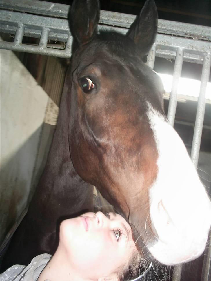 Hannoveraner DON DIVINIO - fordi vi ved vi har hinanden. billede 13