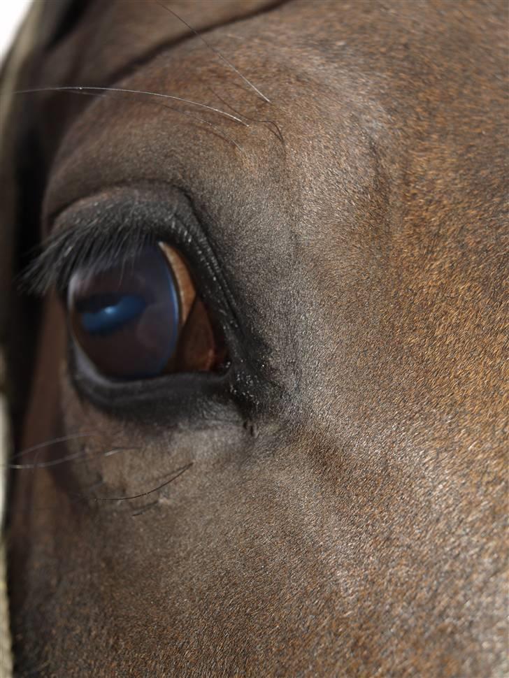 Hannoveraner DON DIVINIO - fordi hans øjne er guld værd. billede 14