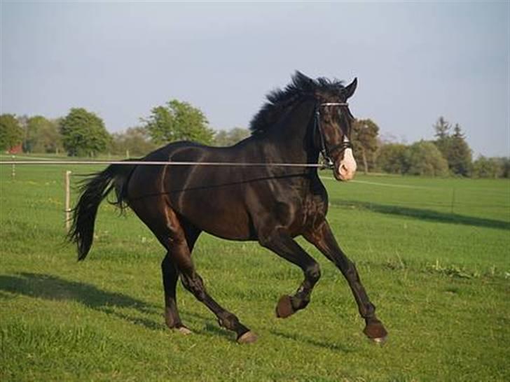 Hannoveraner DON DIVINIO - fordi han er smuk. billede 15