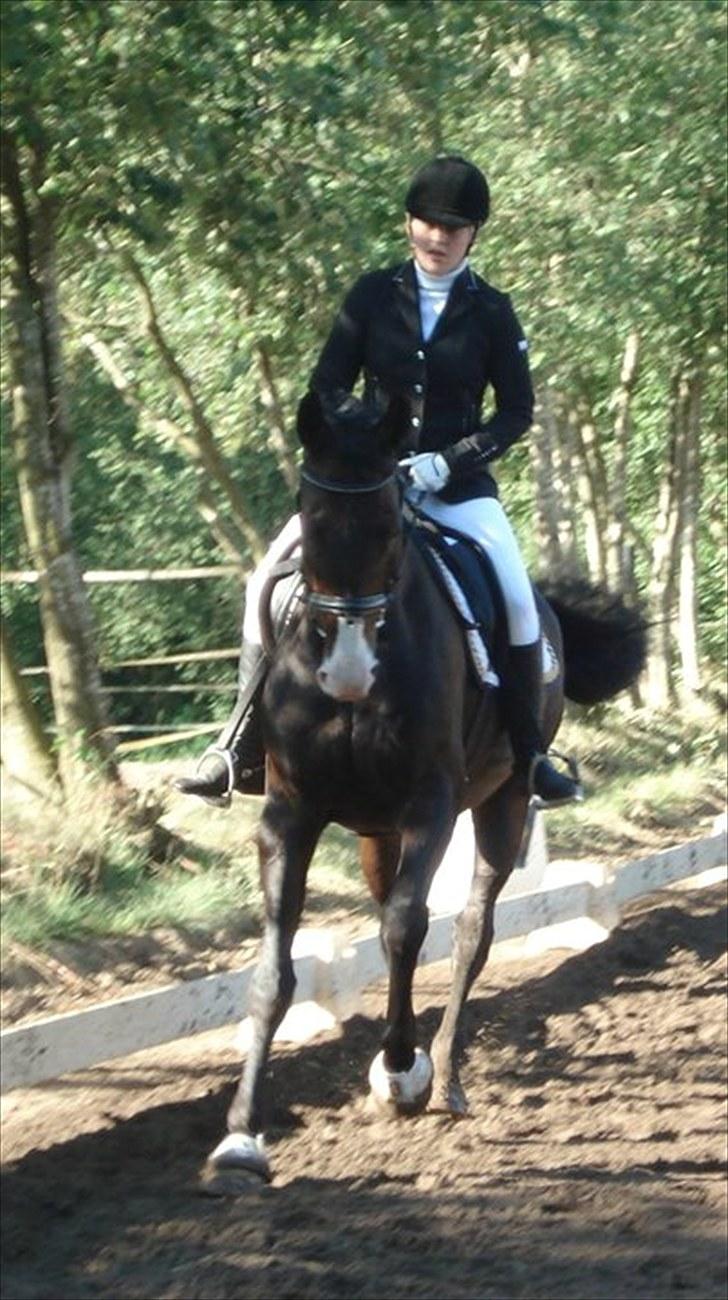 Hannoveraner DON DIVINIO - bassen! billede 16