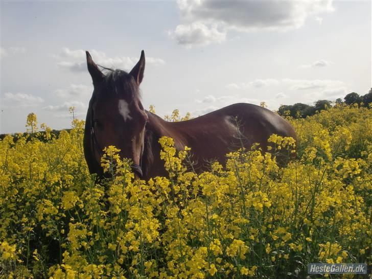 Dansk Varmblod Brave Heart  - Braveheart på rapsmarken <3<3<3 Tak Sarah <3 billede 10