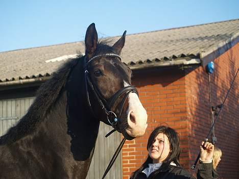 Hannoveraner DON DIVINIO - fordi han er min kæmpe baby. billede 18