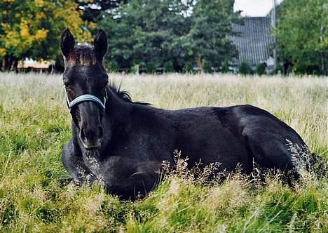 Trakehner AD-Editions Look at Me - Looksen får sig en slapper, knap et halvt år gammel. billede 4