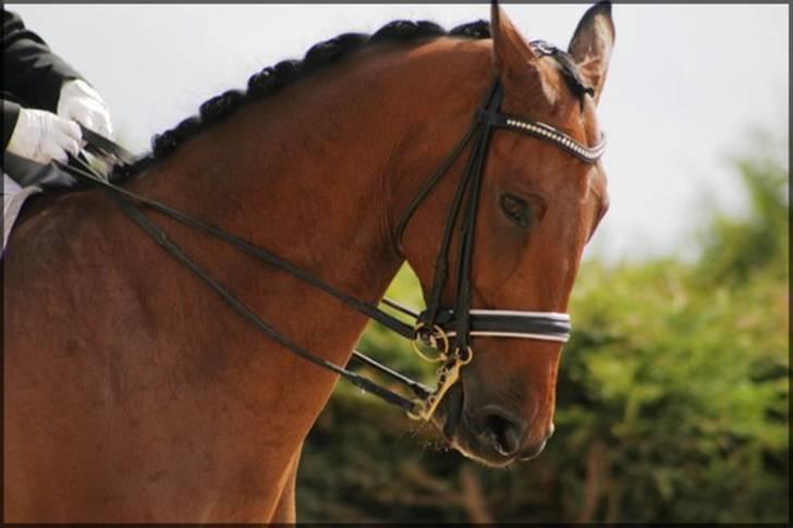 Holstener Cypresgårdens Macon <3 - ´con til hestival 2008 foto: sandra billede 5