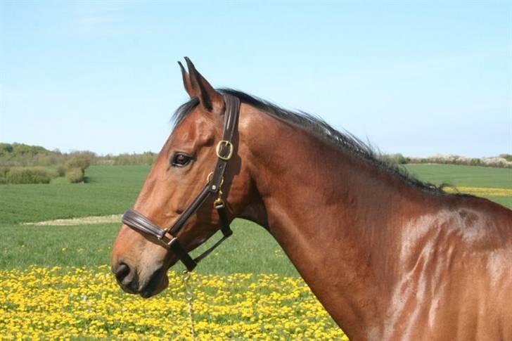 Holstener Cypresgårdens Macon <3 -  forår 2008 foto: naha billede 8