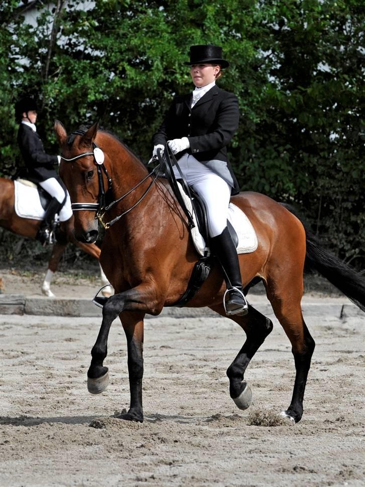 Holstener Cypresgårdens Macon <3 - fri trav MB3 landsstævne i solrød august 2008 billede 12