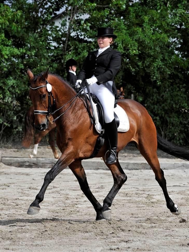 Holstener Cypresgårdens Macon <3 - fri trav MB3 landsstævne i solrød august 2008 billede 13