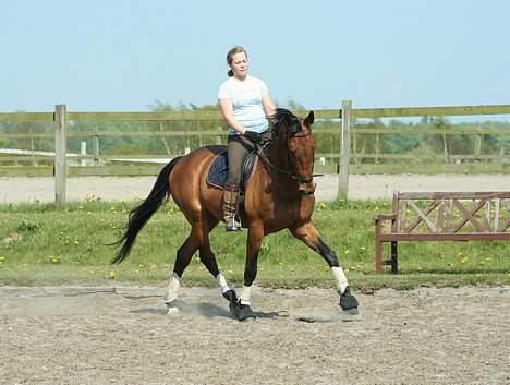 Holstener Cypresgårdens Macon <3 - træning søndag d.6/5-07 foto: naha billede 14