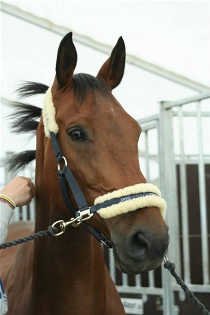 Holstener Cypresgårdens Macon <3 - mac´en der der ved at blive flettet til hestival ´07 (: foto: naha billede 15
