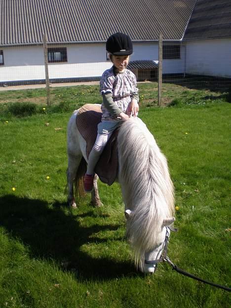 Shetlænder Kiwi fra Torsmark  *SOLGT billede 4