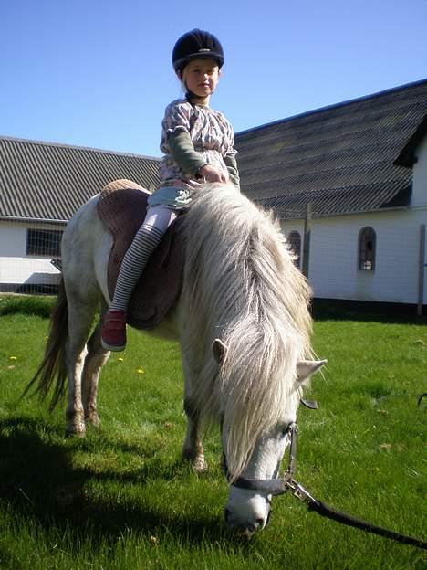 Shetlænder Kiwi fra Torsmark  *SOLGT billede 5