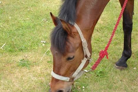 New Forest alina - græsser på græs   billede 3