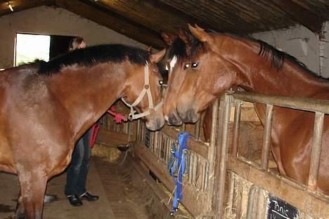 New Forest alina - hej tonic og wanessa billede 4