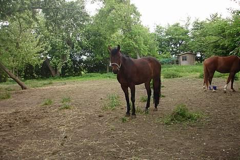 New Forest alina - på jord fold billede 5