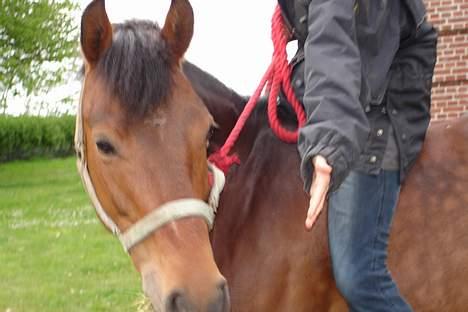 New Forest alina billede 6