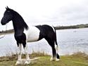 Barockpinto Hc-Horses Opposites Playboy