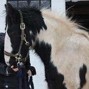 Irish Cob Falangtus Af Vestervangen