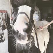 Irish Cob Falangtus Af Vestervangen