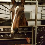 Anden særlig race Loke 