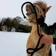 Fjordhest Risdal's kaisa