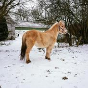 Fjordhest Risdal's kaisa