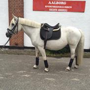 Anden særlig race Klaus