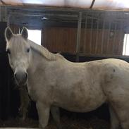 Anden særlig race Klaus