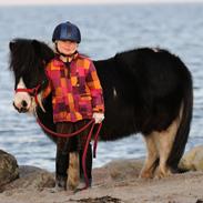 Anden særlig race Bandit