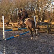 Anden særlig race Marco