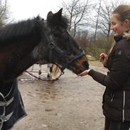 Anden særlig race Marco