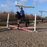 Anden særlig race Marco