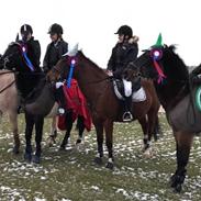 Anden særlig race Marco