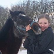 Anden særlig race Marco