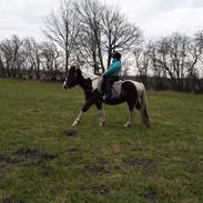 Pinto Black and white