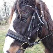 Pinto Black and white