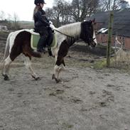 Pinto Black and white