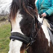 Pinto Black and white