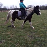 Pinto Black and white