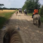 Islænder Marey fra Guorunarstooum