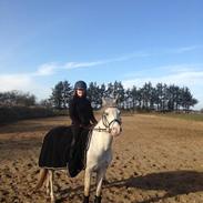 Anden særlig race Højtofts Waterloo