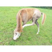 Anden særlig race Højtofts Waterloo